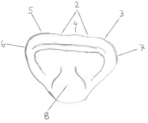 Frontzahn incisal.png